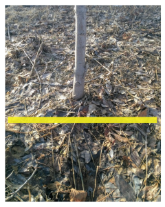 Tree with marking for planting width